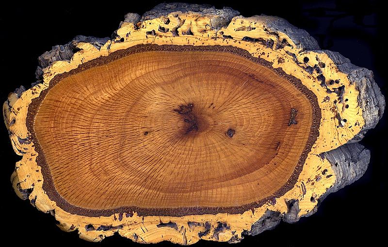 Oak wood cross-section